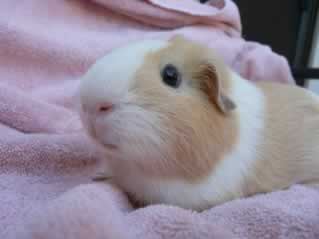 Guinea Pig